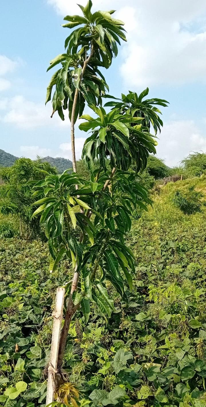 Mango tree with fruits