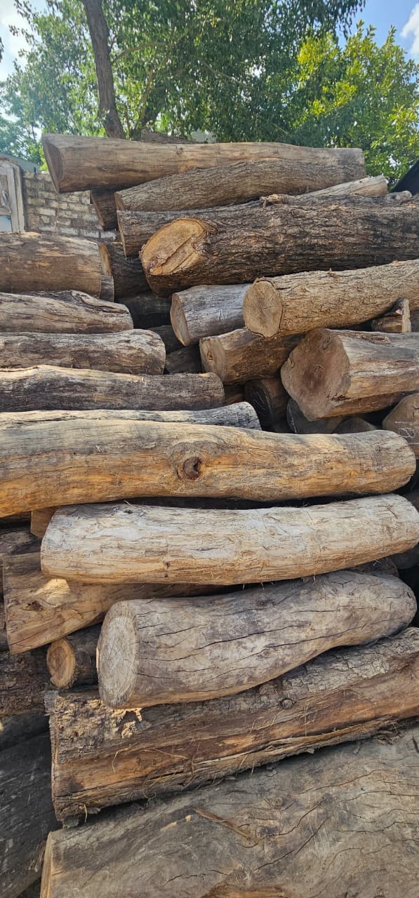 Stacked mango wood logs